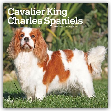 „Cavalier King Charles Spaniels, 2027 16-Month Calendar“; ein langhaariger Hund im Gras.