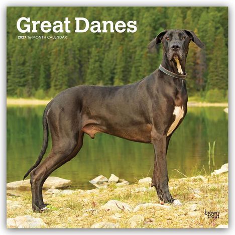 Text: "Great Danes 2027 16-Month Calendar". 

Ein großer Hund steht am Ufer eines Sees, umgeben von Wald.
