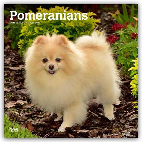 "Pomeranians 2027 16-Month Calendar." Ein flauschiger Pomeranian steht im Garten zwischen Blumen und Laub.