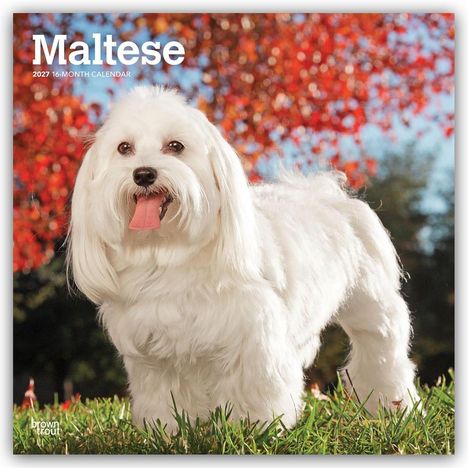 "Maltese 2024 16-Month Calendar" zeigt einen weißen Malteser-Hund im Gras vor einem Hintergrund aus roten Blättern.