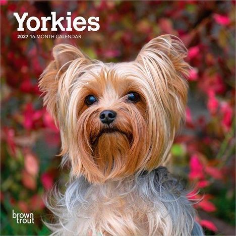 Texte: „Yorkies“, „2027 16-Month Calendar“. Hundeporträt vor herbstlichem Hintergrund mit roten Blättern.