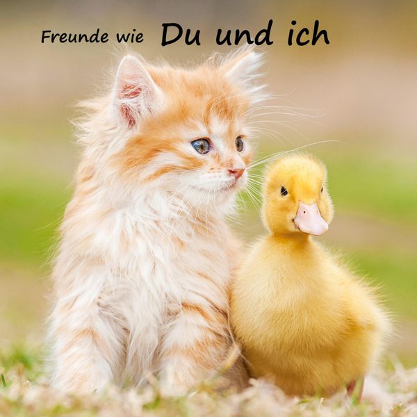 Freunde wie du und ich - das beste Freundebuch weit und breit (Buch)