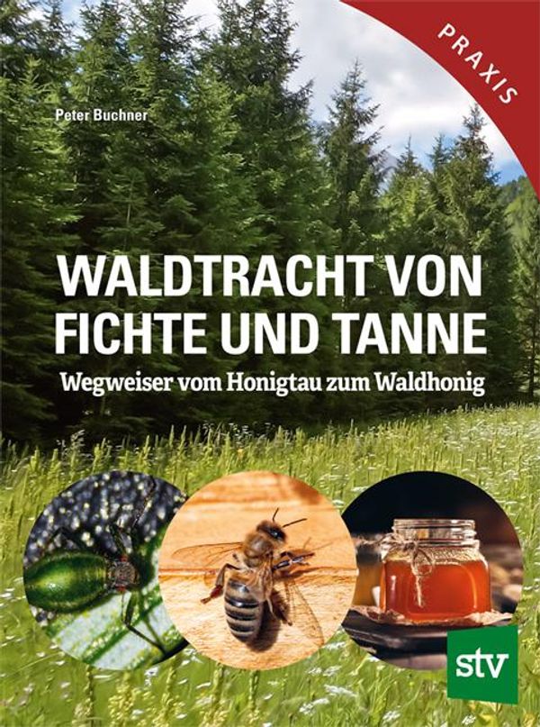Waldtracht von Fichte und Tanne - Peter Buchner (Buch)