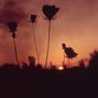 Silhouetten von Blüten im Vordergrund mit einem rot-orangen Sonnenuntergang im Hintergrund.