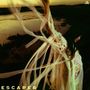 Sarah Kinsley: Escaper, CD