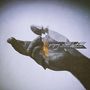 Text: "gregory alan isakov with the colorado symphony". Eine offene Hand auf grauem Hintergrund.
