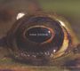 Evan Ziporyn: Frog's Eye, CD