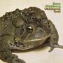 Text: "Dave Frishberg Oklahoma Toad". Großer Frosch mit warziger Haut, Nahaufnahme, beige Hintergrund.