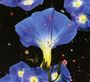 Sarah Louise: Nighttime Birds And Morning Stars, CD