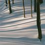 Mehrere Baumstämme werfen lange, weiche Schatten auf frischen Schnee im Wald.