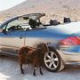 Ein blaues Cabrio steht auf staubigem Boden, daneben eine dunkelbraune Ziege. Im Hintergrund ist eine trockene, hügelige Landschaft.