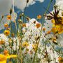 Blick von unten auf blühende, orange-gelbe Blumen vor einem blauen Himmel mit weißen Wolken.