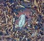 Paolo Angeli: Jar'a, CD