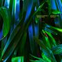 Anushka Chkheidze: Uncontrollable Thoughts, CD