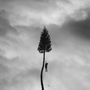 Manchester Orchestra: A Black Mile To The Surface (180g), LP