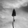 Manchester Orchestra: A Black Mile To The Surface (180g) (Limited-Deluxe-Edition) (Colored Vinyl), LP