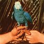 Andrew Bird: Are You Serious (180g) (Limited Deluxe Edition) (Blue Vinyl), LP,SIN