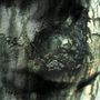 Yann Tiersen: La Valse Des Monstres, CD
