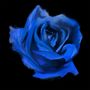 Es handelt sich um eine Illustration einer blauen Rose auf schwarzem Hintergrund.