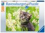 : Ravensburger Puzzle 17378 Kätzchen in der Wiese - 500 Teile Puzzle für Erwachsene und Kinder ab 12 Jahren, Div.
