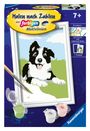 : Ravensburger Malen nach Zahlen 23759 - Border Collie Welpe - Kinder ab 7 Jahren, SPL