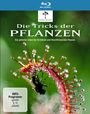 Steve Nicholls: Die Tricks der Pflanzen (Blu-ray), BR