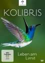 Paul Reddish: Kolibris - Leben am Limit, DVD