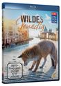 Klaus T. Steindl: Wildes Venedig (Blu-ray), BR