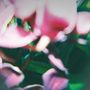 Trade Wind: You Make Everything Disappear, CD