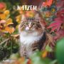 : Katzen 2026 - Broschürenkalender 30x30 cm (30x60 geöffnet) - Kalender mit Platz für Notizen - Cats - Bildkalender - Wandplaner - Katzenkalender, KAL