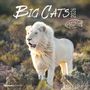 : Big Cats 2026 - Broschürenkalender 30x30 cm (30x60 geöffnet) - Kalender mit Platz für Notizen - Big Cats - Bildkalender - Wandplaner - Alpha Edition, KAL