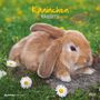 : Kaninchen 2026 - Broschürenkalender 30x30 cm (30x60 geöffnet) - Kalender mit Platz für Notizen - Rabbits - Bildkalender - Wandplaner - Wandkalender, KAL