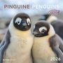 : Pinguine 2026 - Broschürenkalender 30x30 cm (30x60 geöffnet) - Kalender mit Platz für Notizen - Penguins - Bildkalender - Wandplaner - Wandkalender, KAL