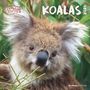 : Koalas 2026 - Broschürenkalender 30x30 cm (30x60 geöffnet) - Kalender mit Platz für Notizen - koala bears - Bildkalender - Wandplaner - Bärenkalender, KAL