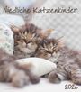 : Niedliche Katzenkinder 2026 - Wand-Kalender - Tier-Kalender - 30x34, KAL