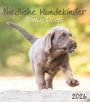 : Niedliche Hundekinder 2026 - Wand-Kalender - Tier-Kalender - 30x34, KAL