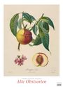 : Pierre Antoine Poiteau: Alte Obstsorten 2026 - DUMONT Kunst-Kalender - Poster-Format 50 x 70 cm, KAL