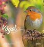 : Vögel in unserem Garten 2026 - Postkartenkalender 16x17 cm, KAL