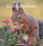 : Eichhörnchen 2026 - Postkartenkalender im Format 16 x 17, KAL