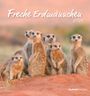 : Freche Erdmännchen 2026 - Postkartenkalender 16x17 cm, KAL