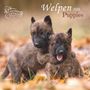 : Welpen 2026 - Broschürenkalender 30x30 cm (30x60 geöffnet) - Kalender mit Platz für Notizen - Puppies - Hundekalender - Bildkalender - Wandkalender, KAL