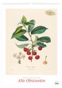 "Alte Obstsorten", Illustration von Kirschzweig, Blüten, Früchte; Text: "Premium Kalender", 2027, Pierre-Antoine Poiteau.
