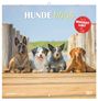 Hunde 2027, KAL
