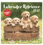 Labrador Retriever 2027, KAL