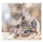 „Geliebte Stubentiger“, Kalender 2027, DUMONT. Süße Katze mit blauen Augen vor unscharfem Hintergrund.