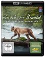 Michael Schlamberger: Zurück zum Urwald - Nationalpark Kalkalpen (Ultra HD Blu-ray), UHD
