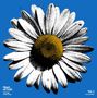 „Heart of Gold”, „Vol. 2”, „The Songs of Neil Young”. Illustration: Gänseblümchen vor blauem Hintergrund.