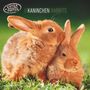 : Kaninchen 2025 - Broschürenkalender 30x30 cm (30x60 geöffnet) - Kalender mit Platz für Notizen - Rabbits - Bildkalender - Wandplaner - Wandkalender, KAL