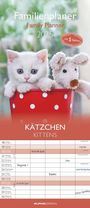 : Kätzchen 2025 Familienplaner - Familienkalender - Wandkalender - 19,5x45, KAL