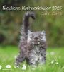 : Niedliche Katzenkinder 2025 - Wand-Kalender - Tier-Kalender - 30x34, KAL